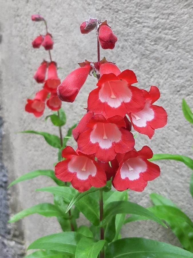 Pentstemon x hybridus flower