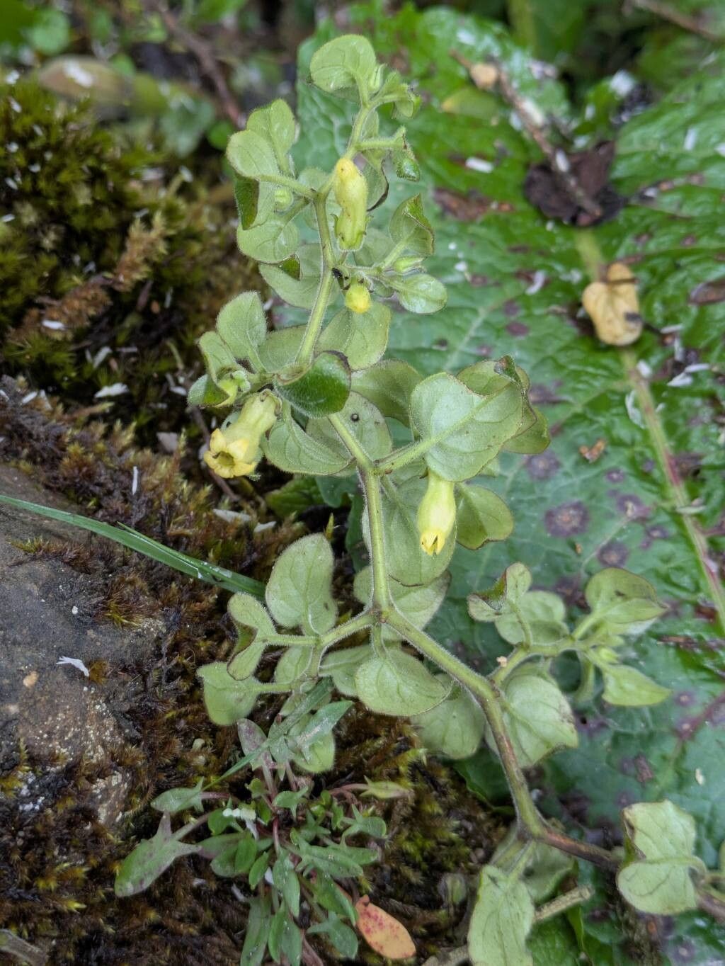 Salpichroa tristis — related species from the same genus