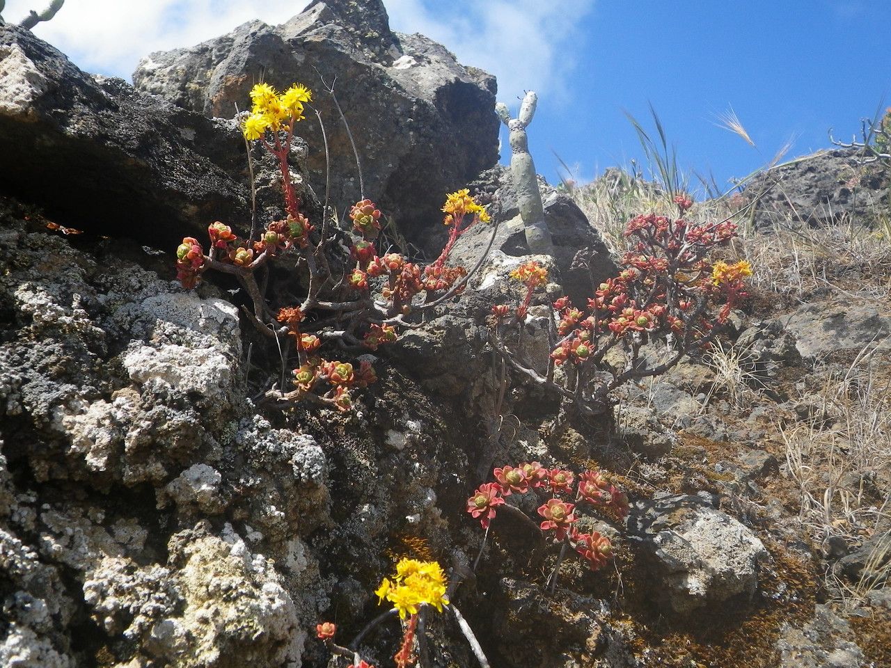 Aeonium spathulatum habit