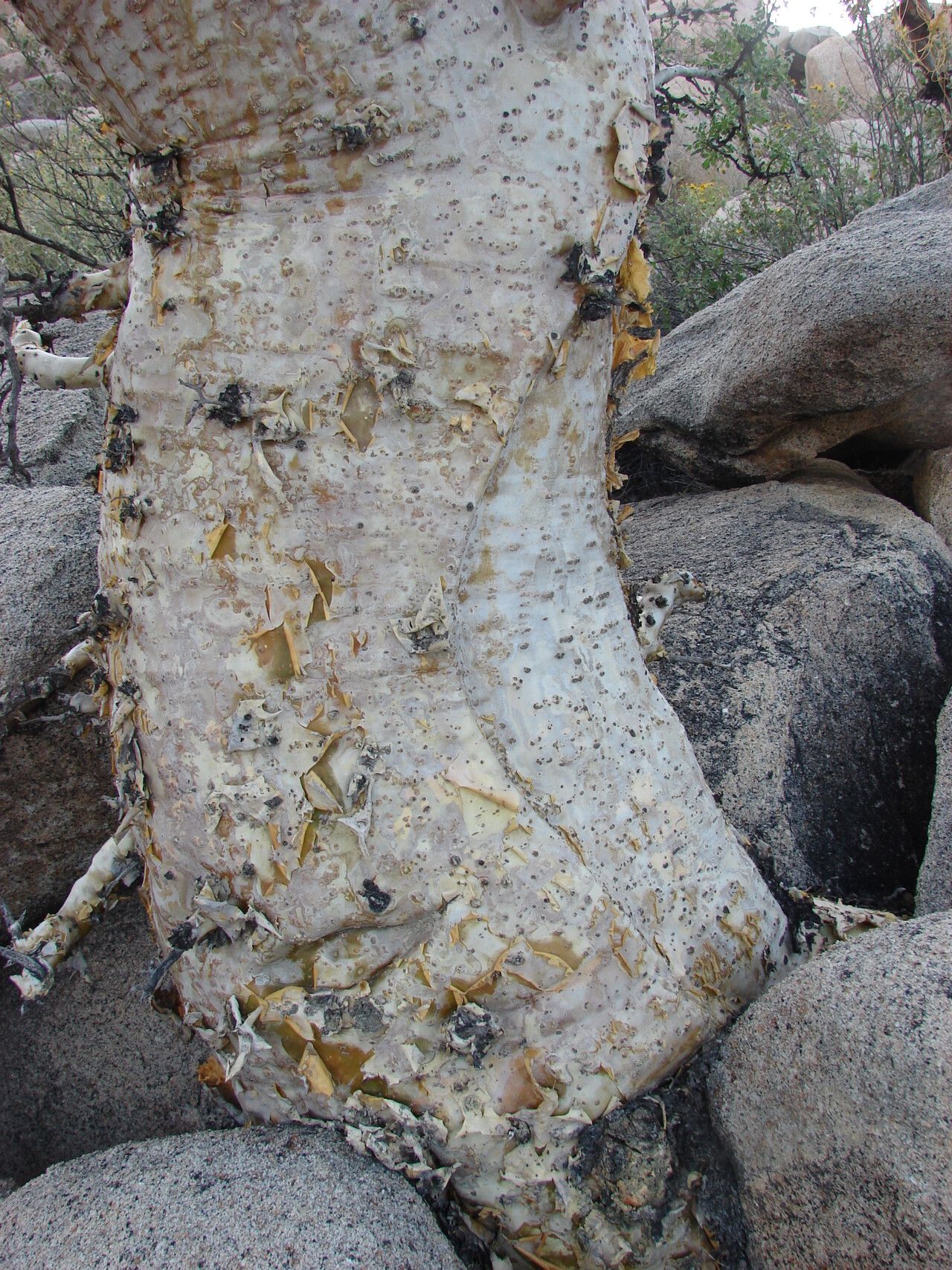 Pachycormus discolor bark
