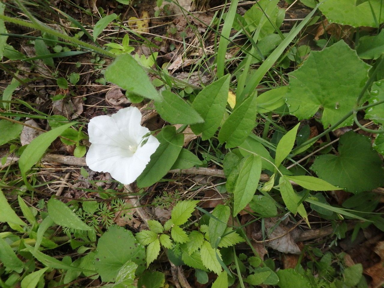 Calystegia spithamaea habit