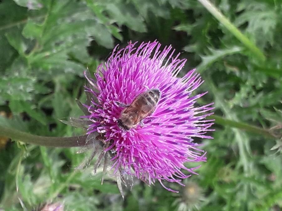 Carduus kerneri flower