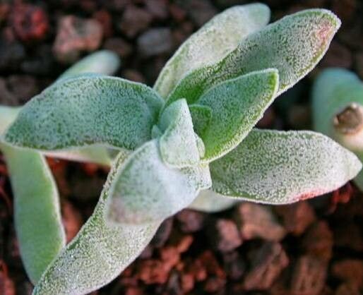 Crassula obovata — houseplant care guide