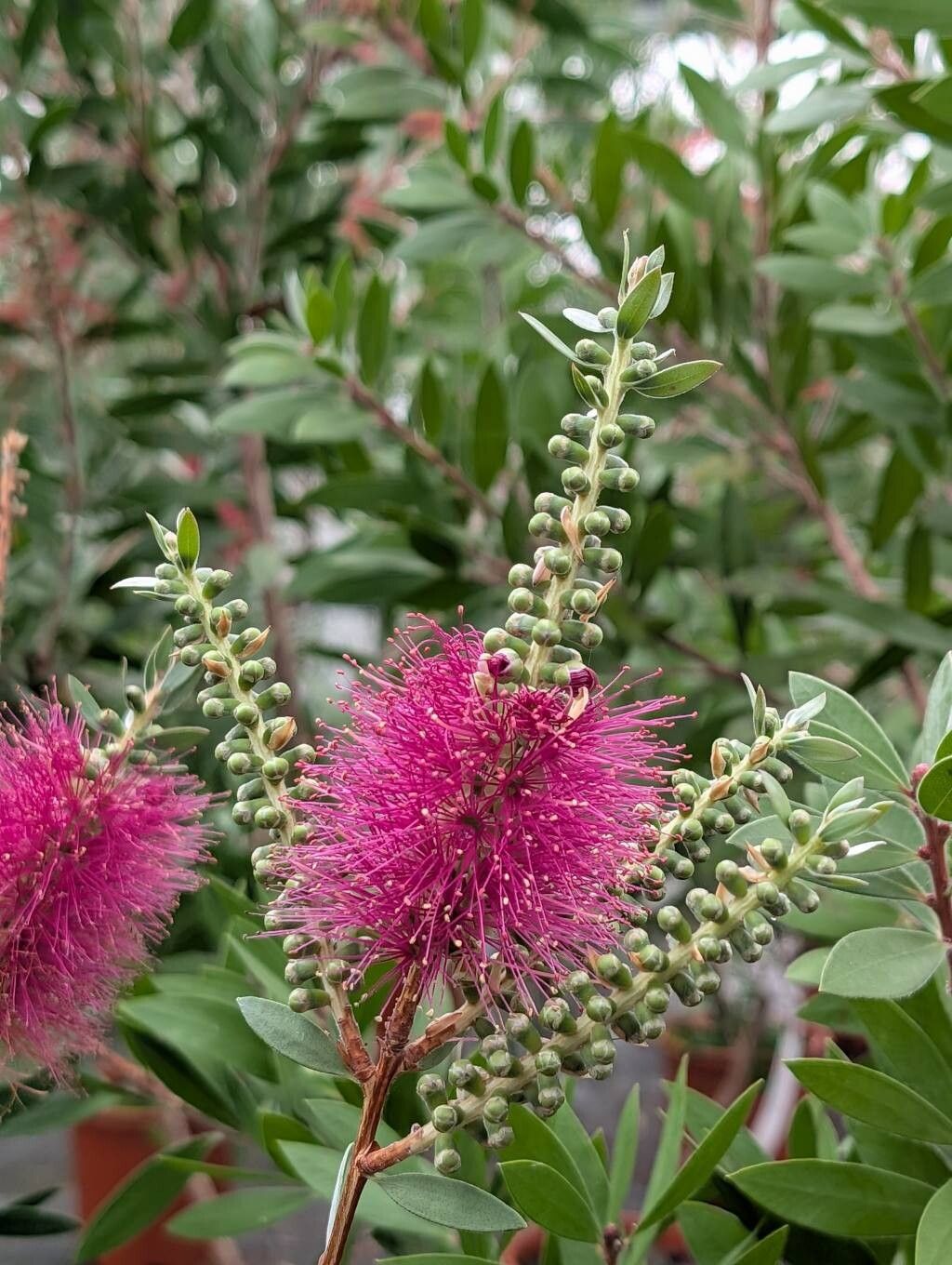 Melaleuca megalongensis flower