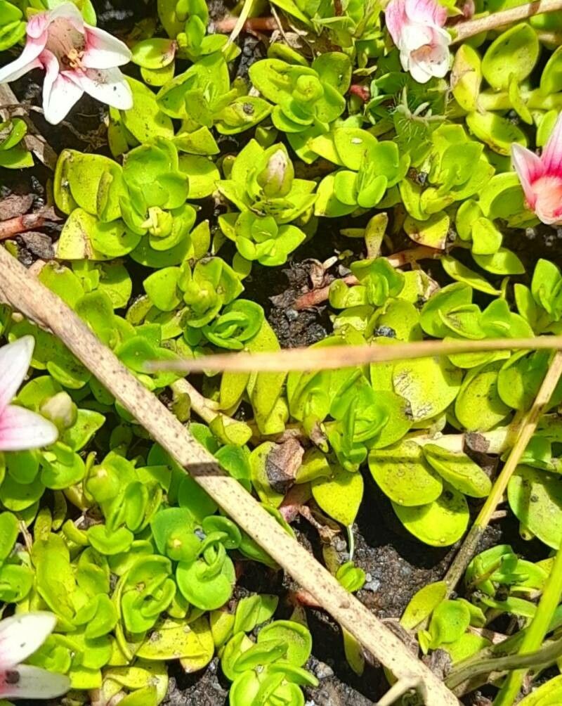 Anagallis alternifolia — related species from the same genus