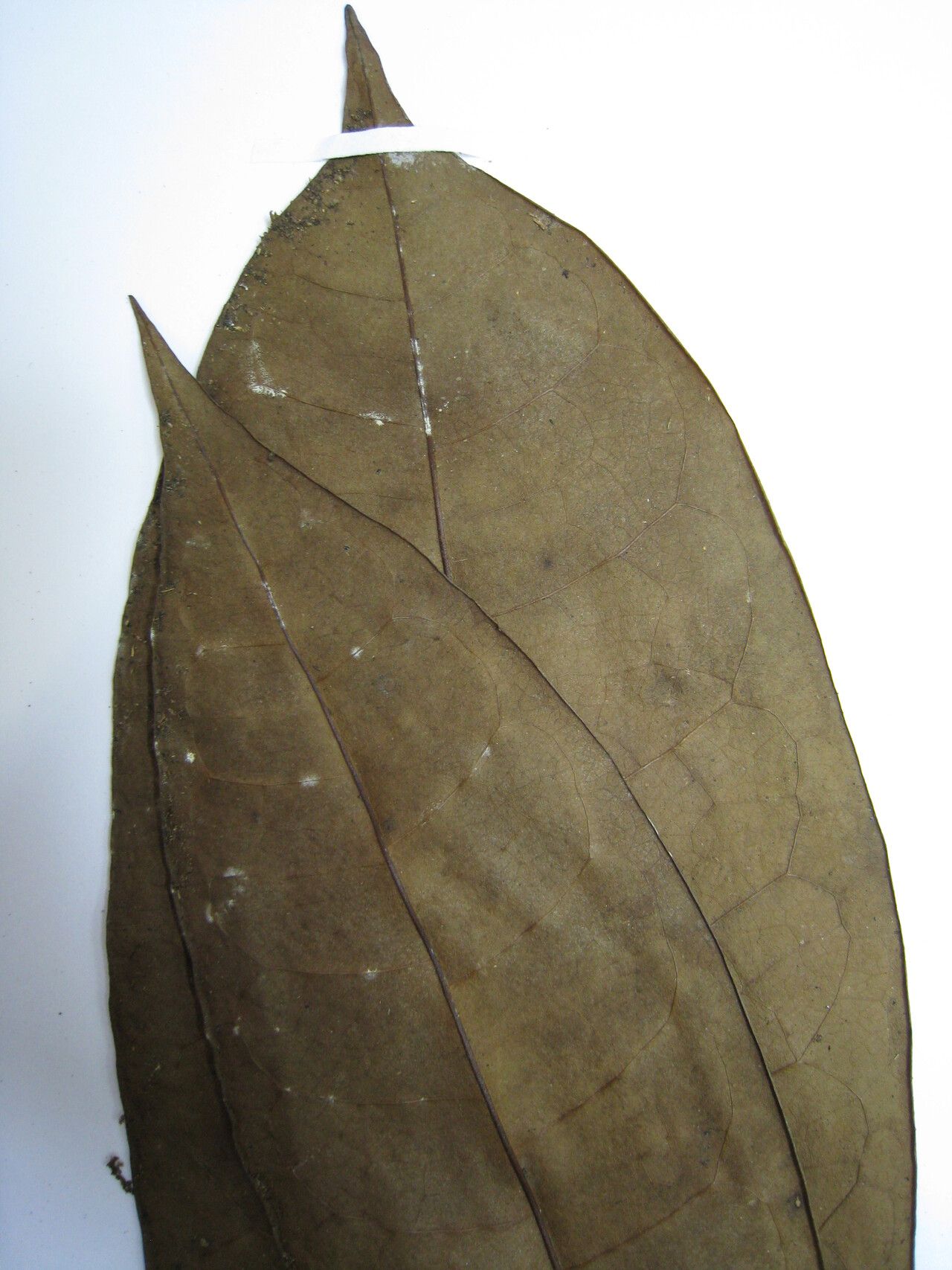 Anaxagorea acuminata other