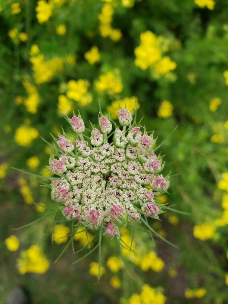 Visnaga daucoides flower