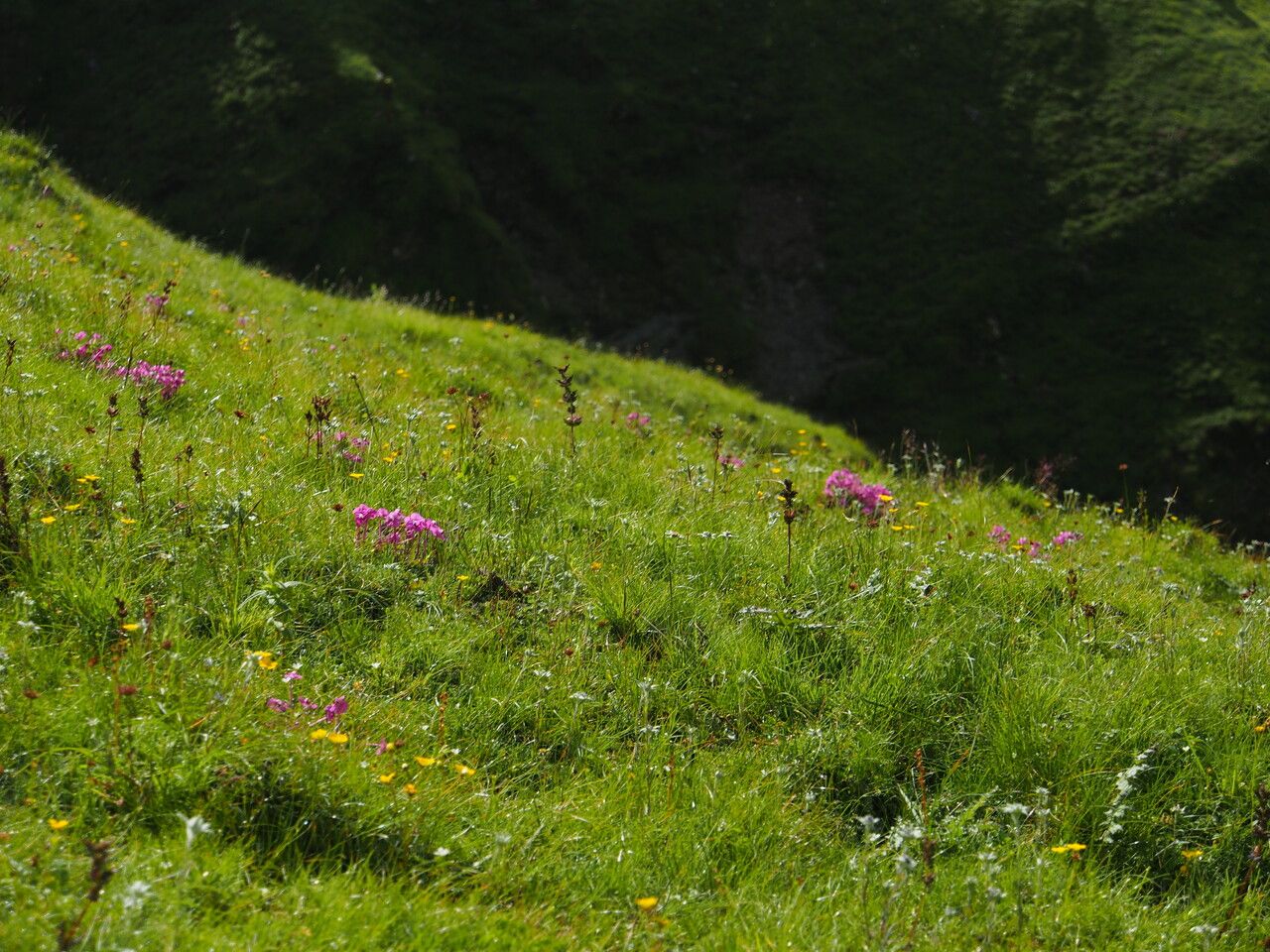 Pedicularis roylei habit