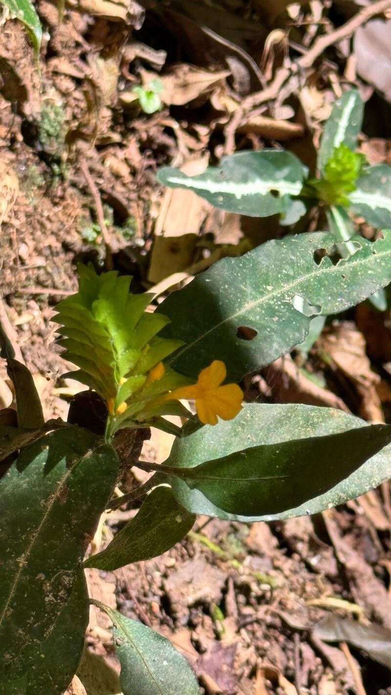 Stenandrium tenellum flower