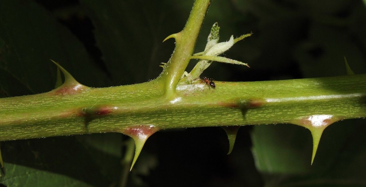 Rubus devitatus bark