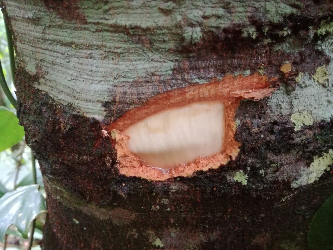 Matayba oppositifolia bark