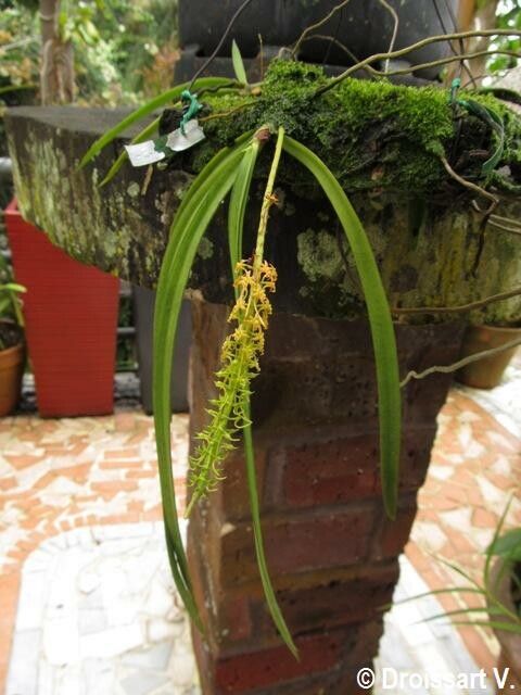 Diaphananthe gabonensis habit