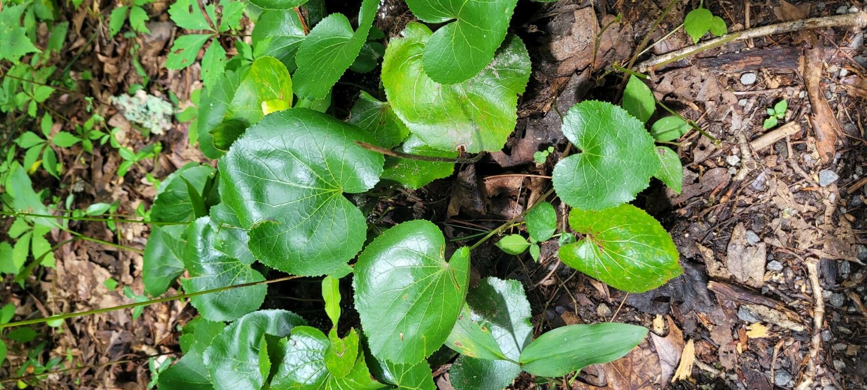 Galax urceolata habit