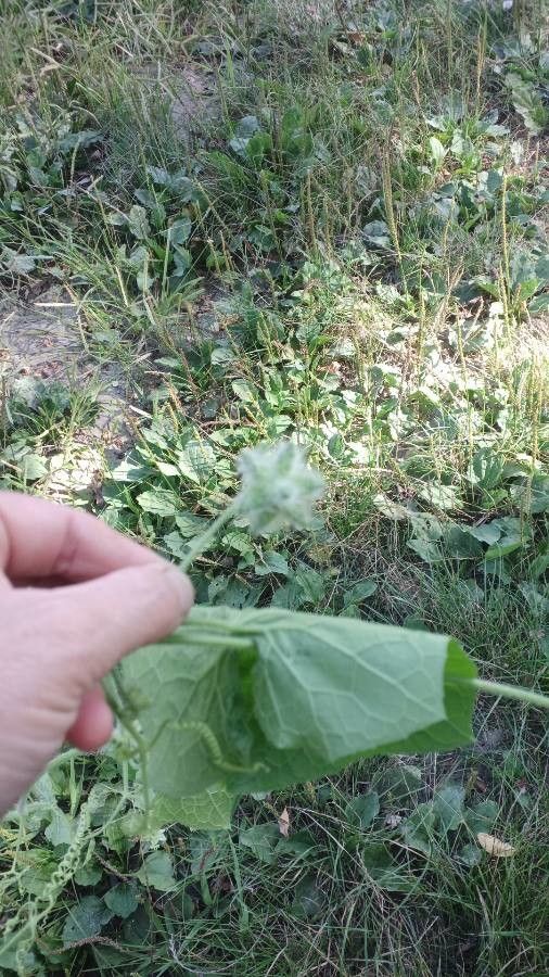 Sicyos angulata fruit