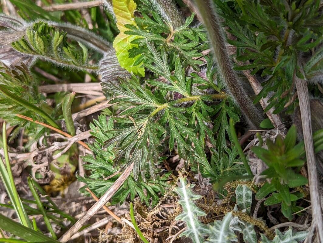 Pulsatilla pratensis — search result for 'Pulsatilla'