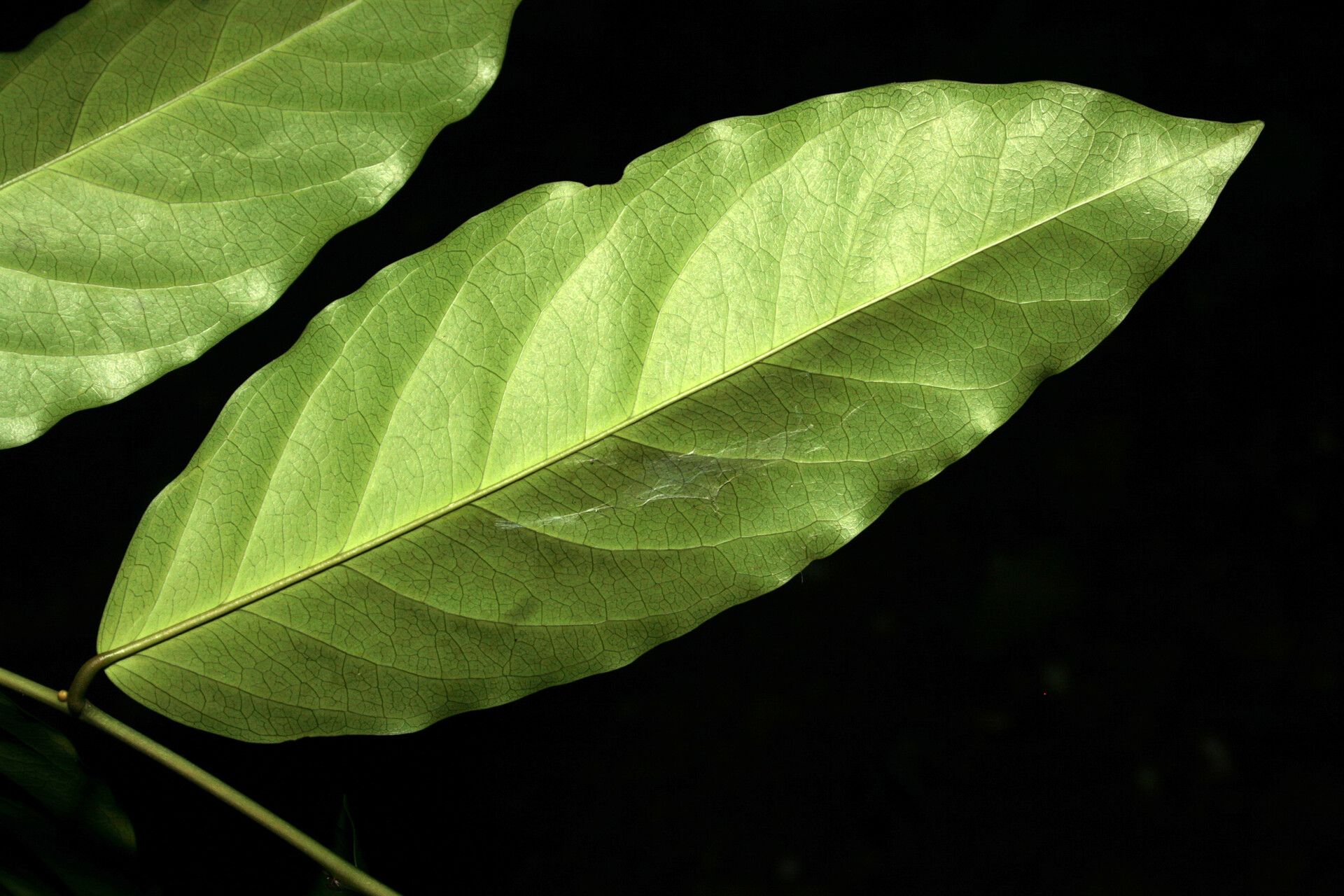 Morisonia polyantha leaf