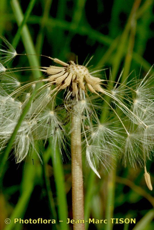 Taraxacum tortilobum fruit