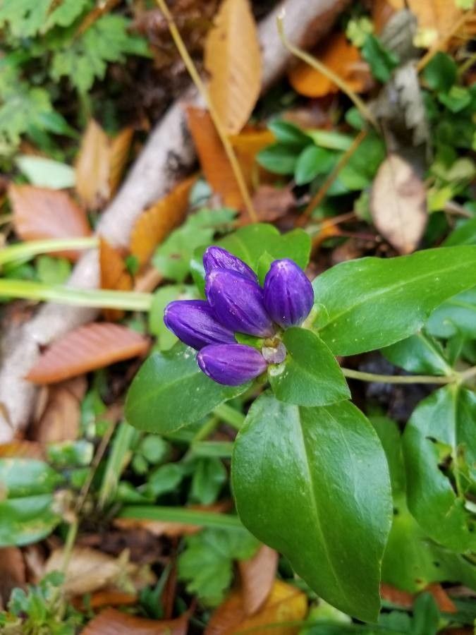 Gentiana clausa fruit
