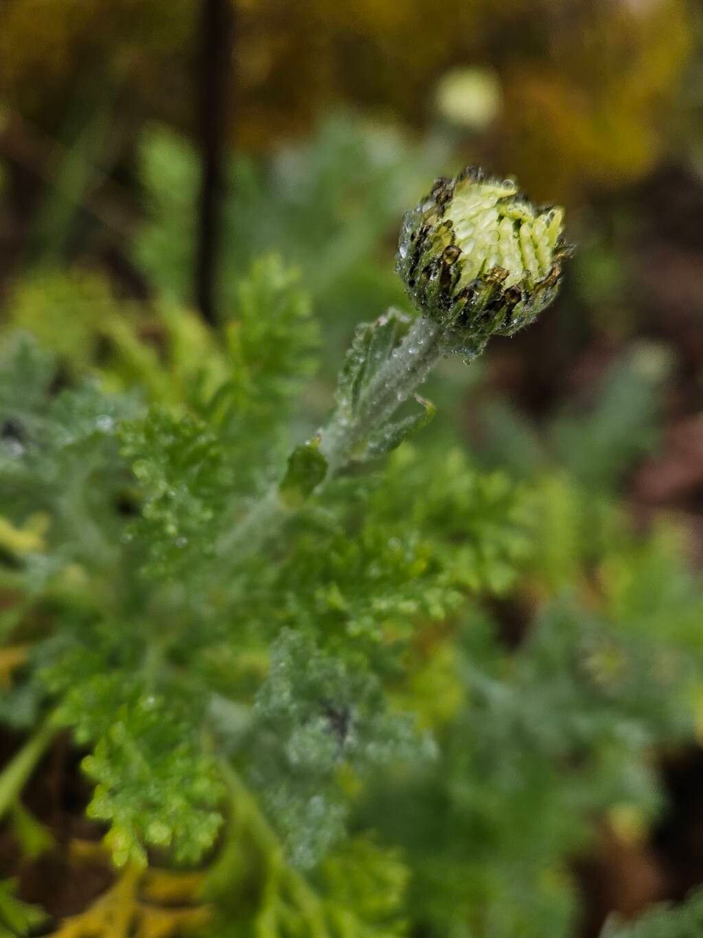 Anthemis punctata flower
