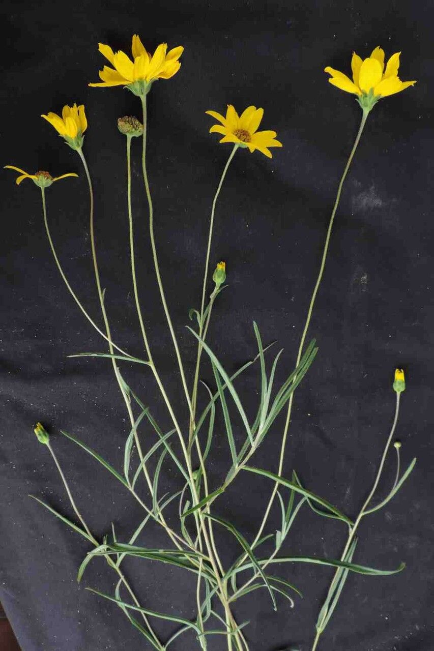 Aldama kunthiana leaf