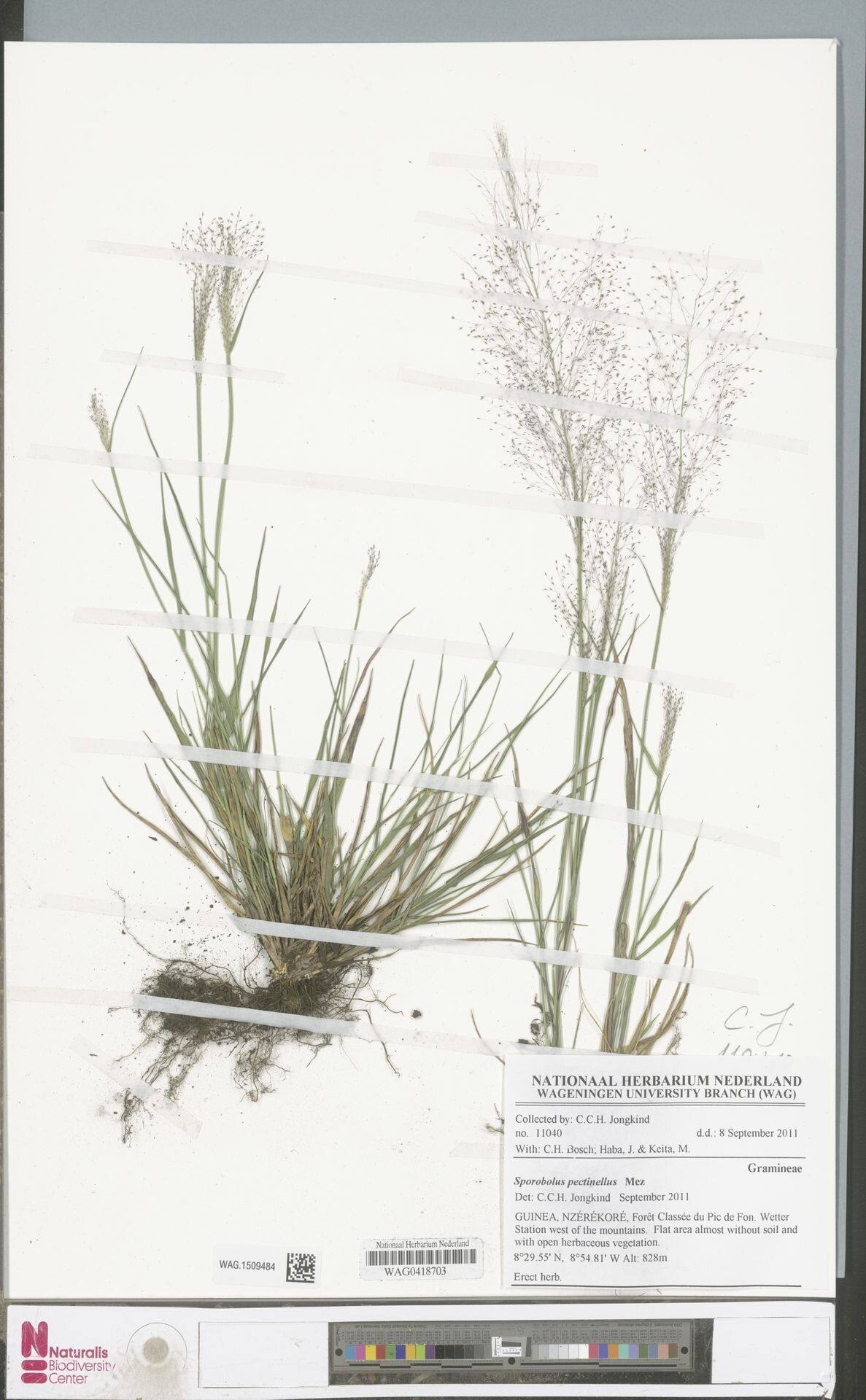 Sporobolus pectinellus — houseplant care guide