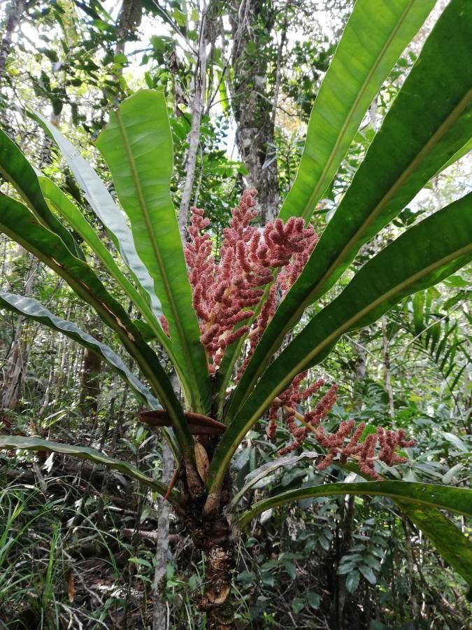 Meryta oxylaena flower