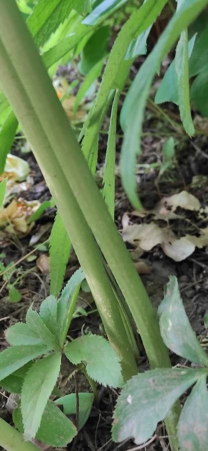 Helleborus purpurascens bark