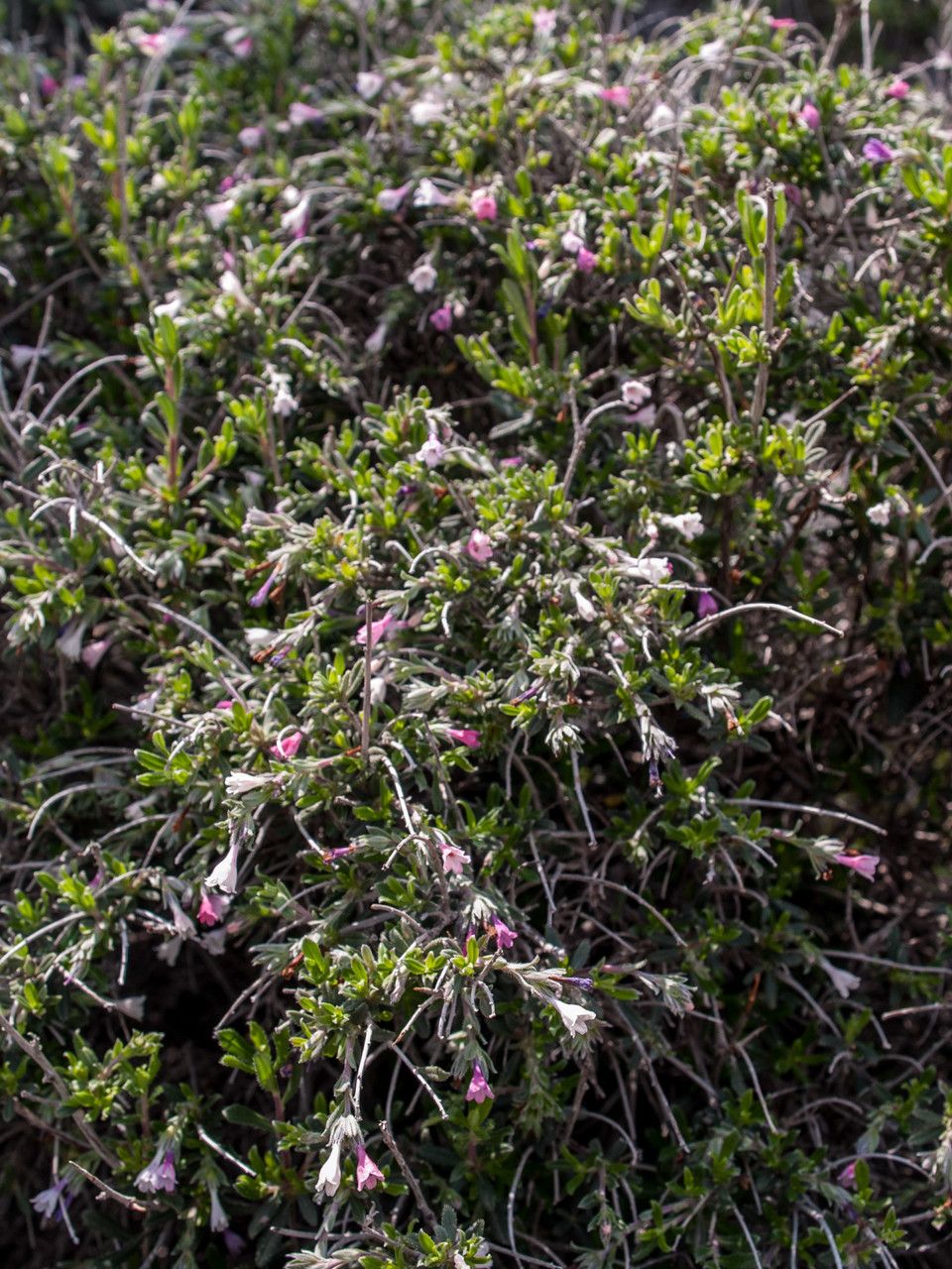 Lithodora hispidula habit