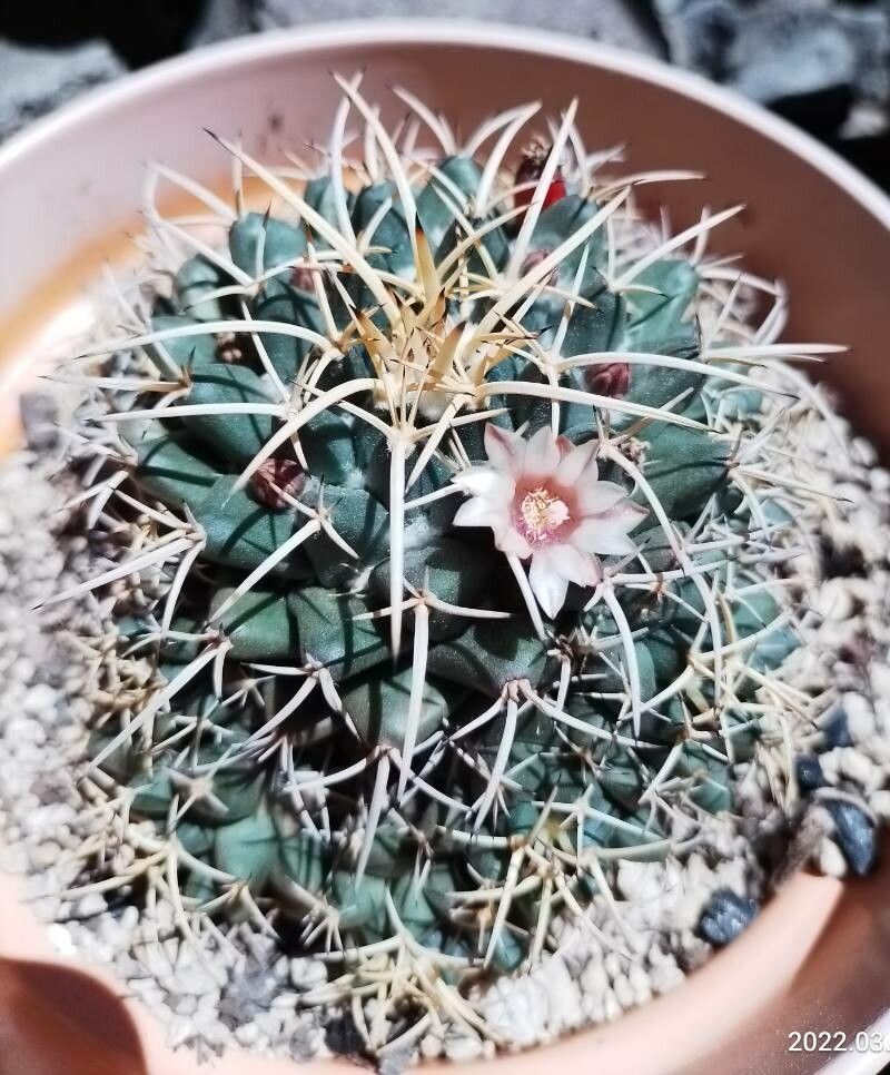 Mammillaria magnimamma bark