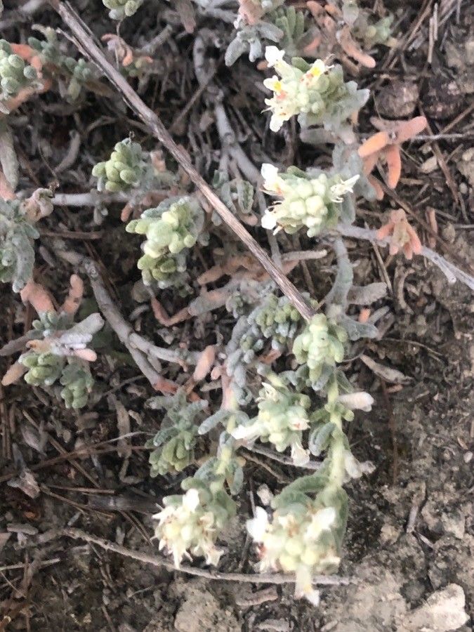 Teucrium gnaphalodes flower