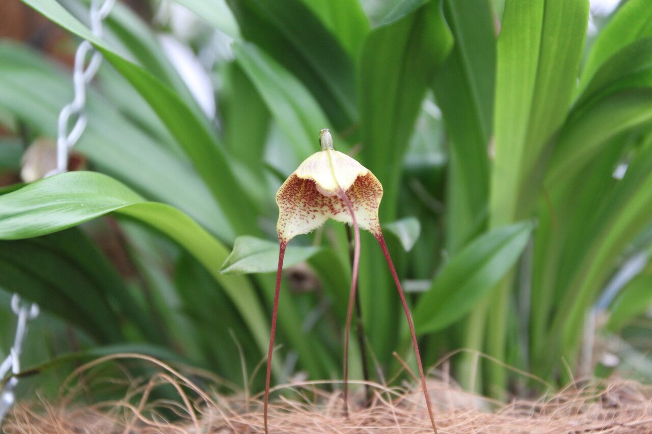 Dracula houtteana — houseplant care guide