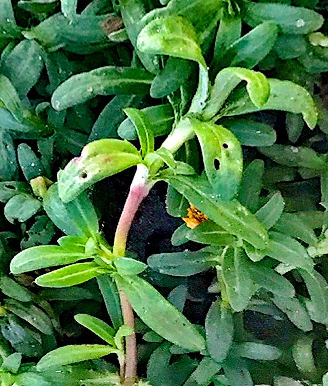 Pectis multiflosculosa — houseplant care guide