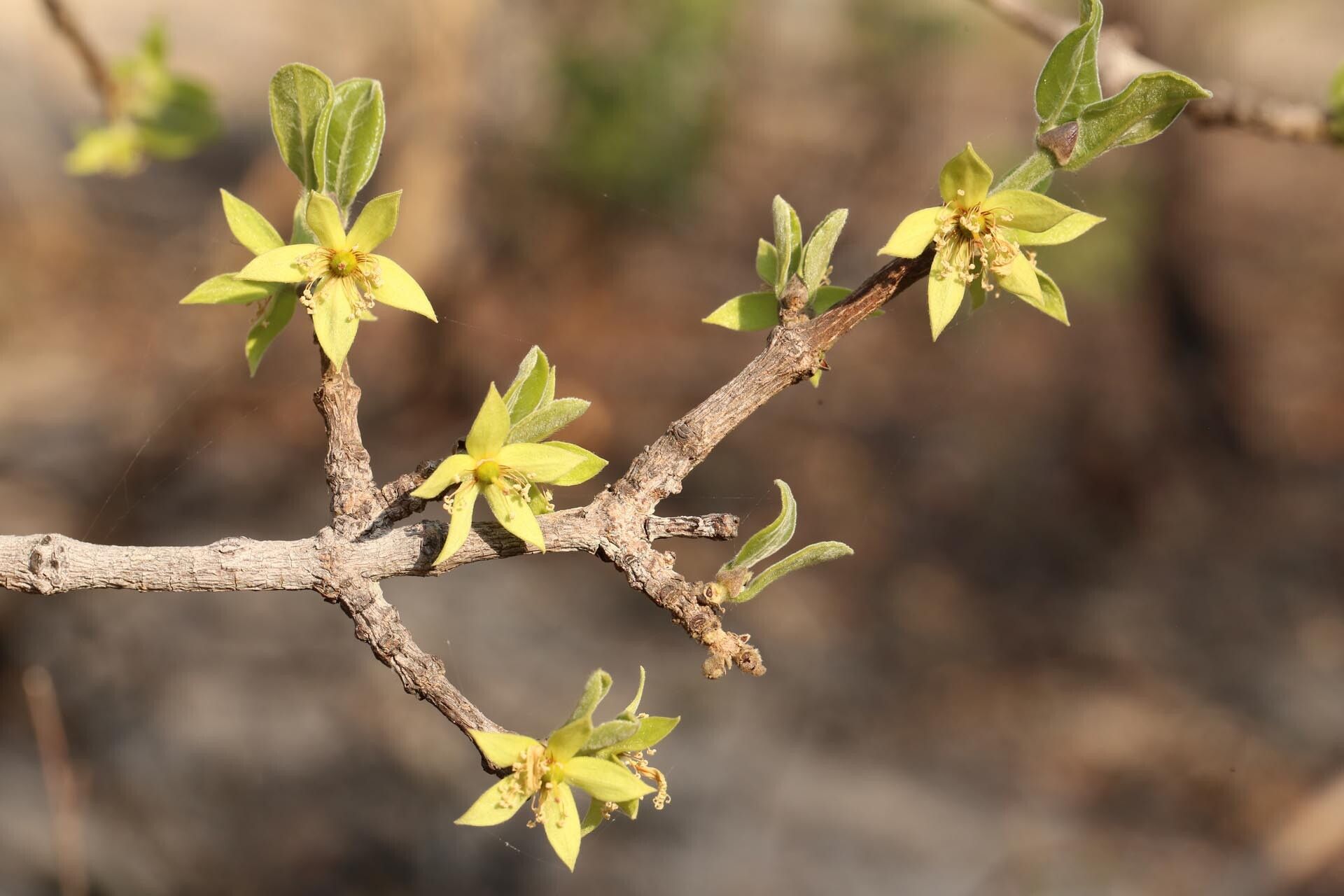 Cassipourea mollis flower