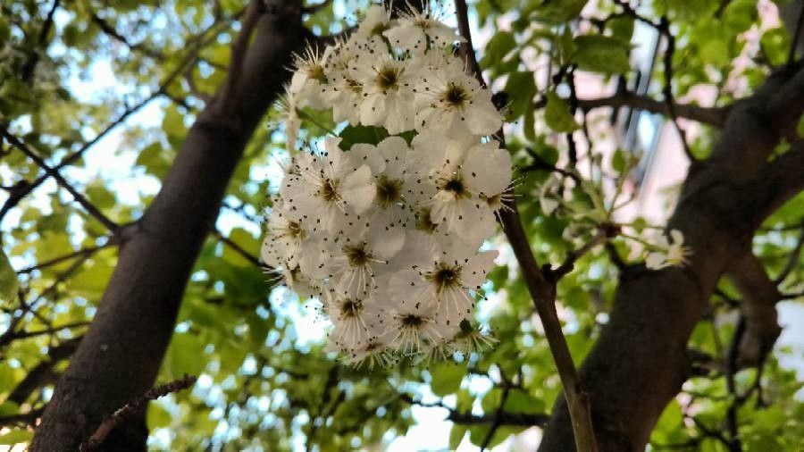 Terminalia phanerophlebia flower