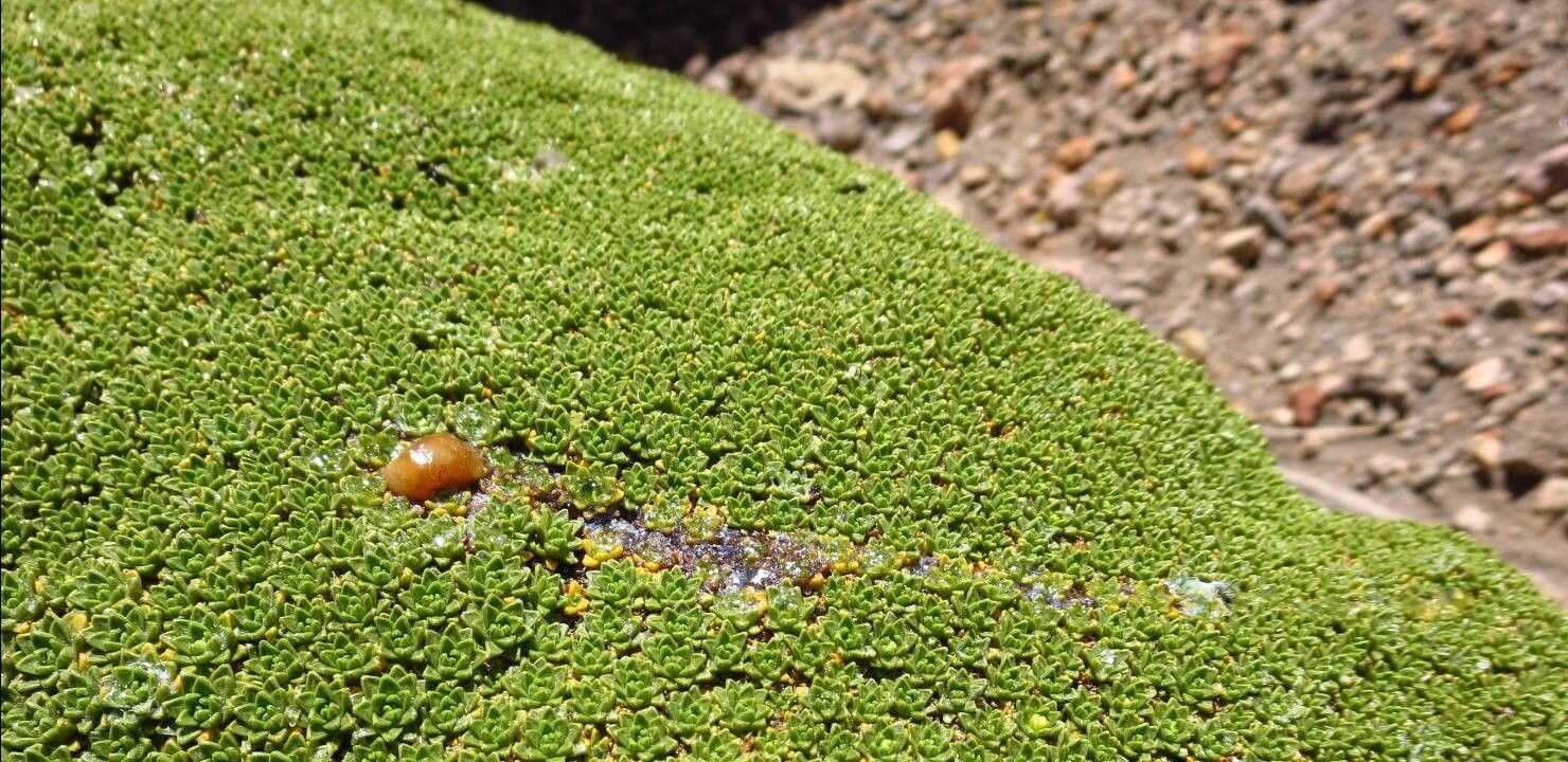 Azorella monantha leaf