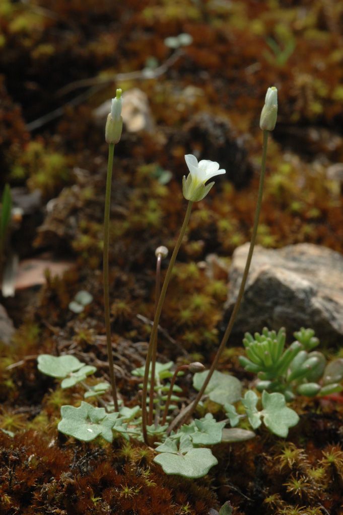 Leavenworthia uniflora habit