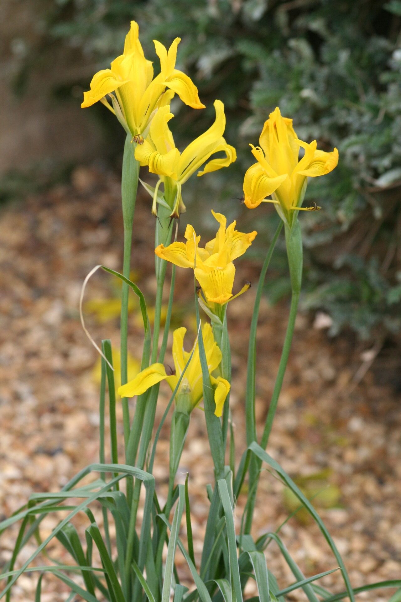 Iris aitchisonii