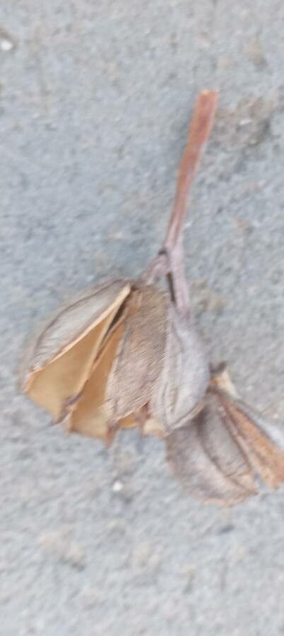 Exochorda racemosa fruit