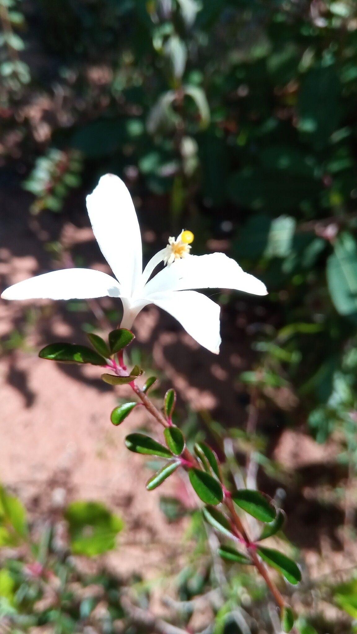 Turraea rhombifolia flower