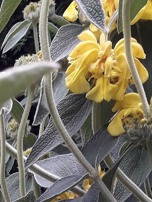 Phlomis fruticosa flower