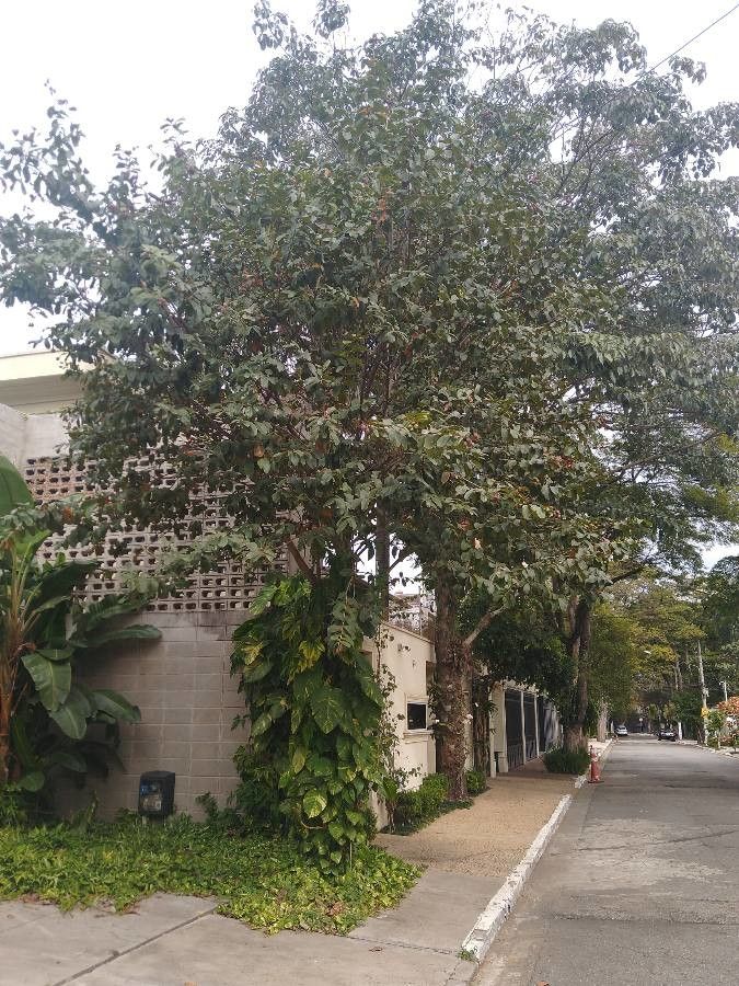 Vangueria infausta habit