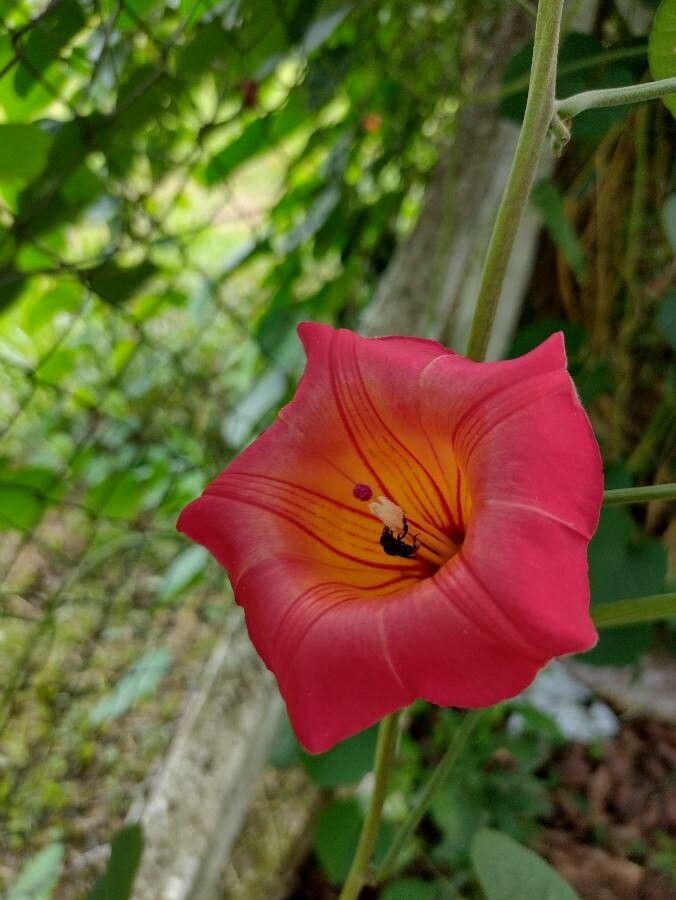 Ipomoea × sloteri — houseplant care guide