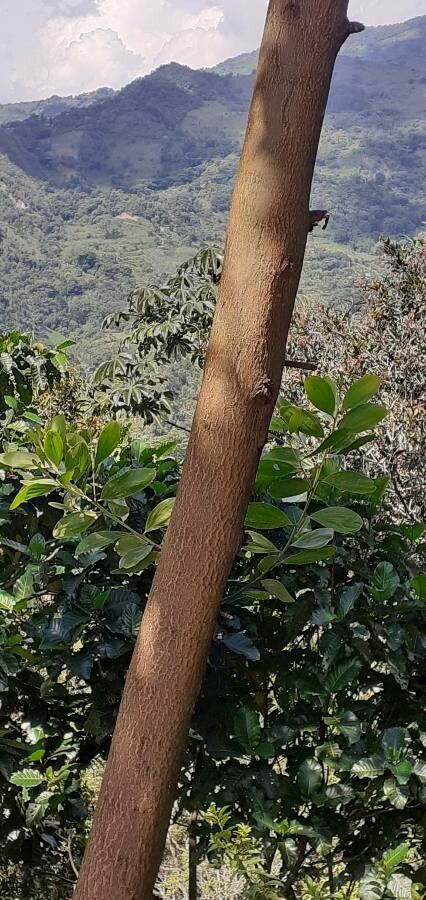 Acacia holosericea bark