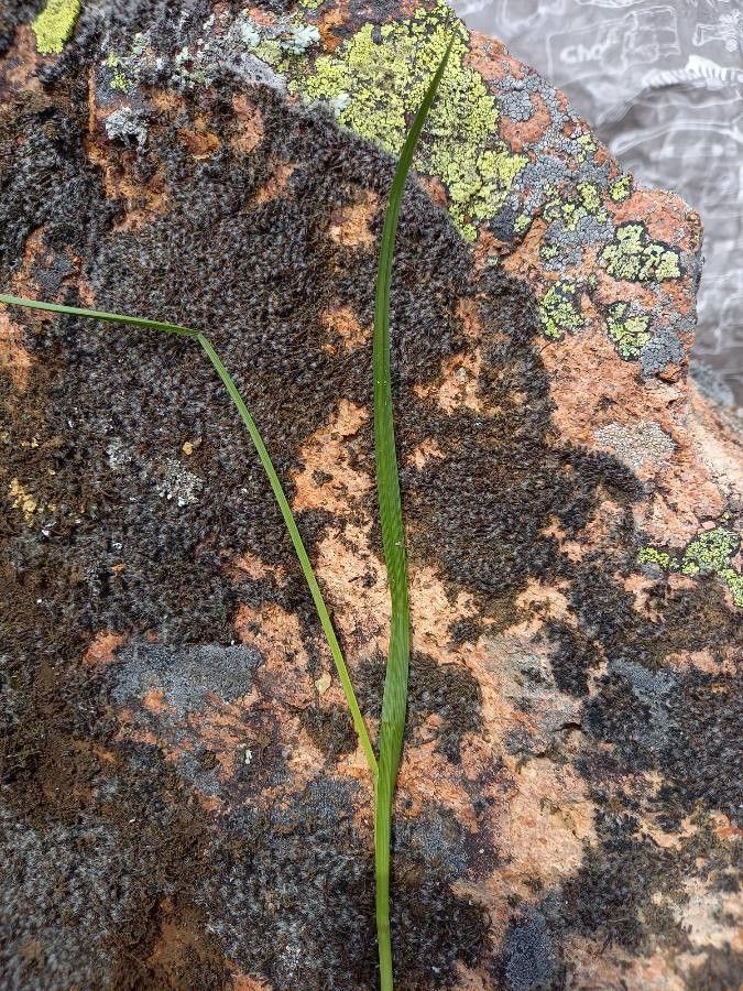 Carex olbiensis — houseplant care guide