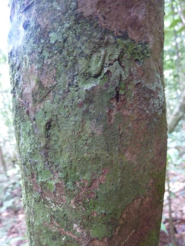 Eschweilera simiorum — houseplant care guide