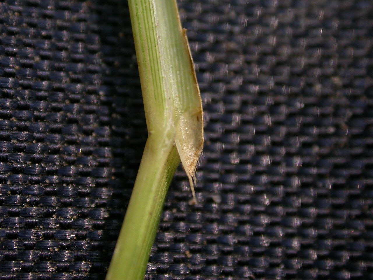 Oryza minuta bark