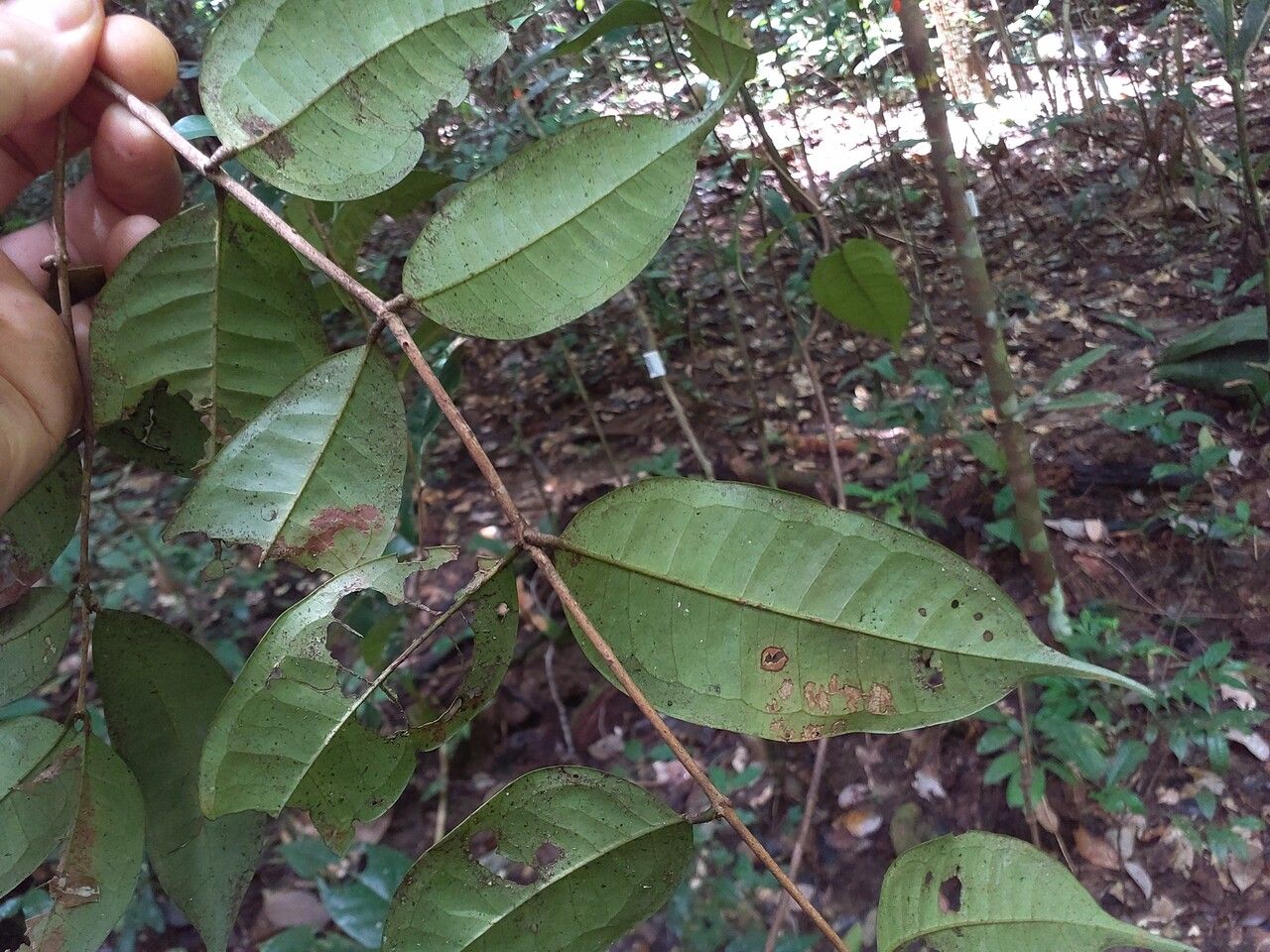 Eugenia coffeifolia — houseplant care guide