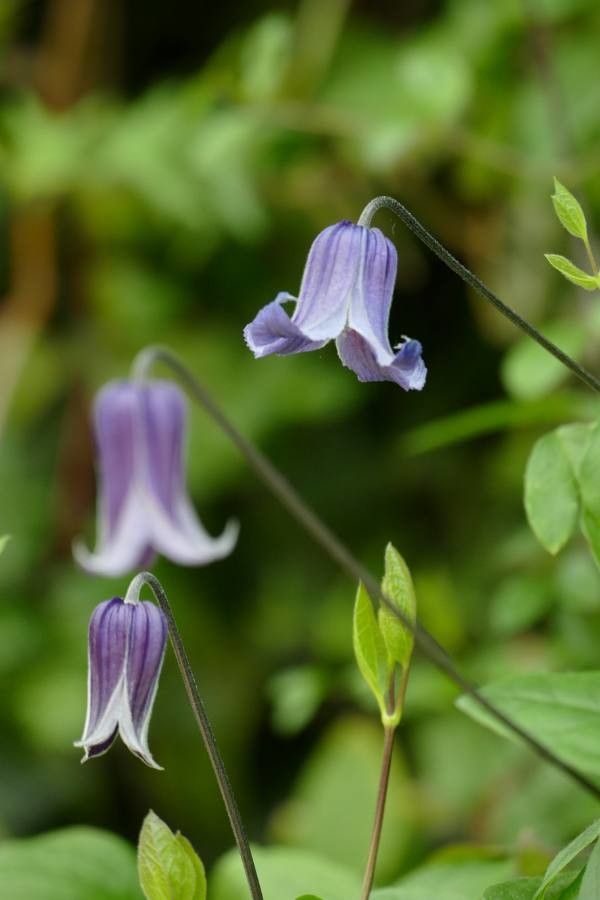 Clematis crispa flower