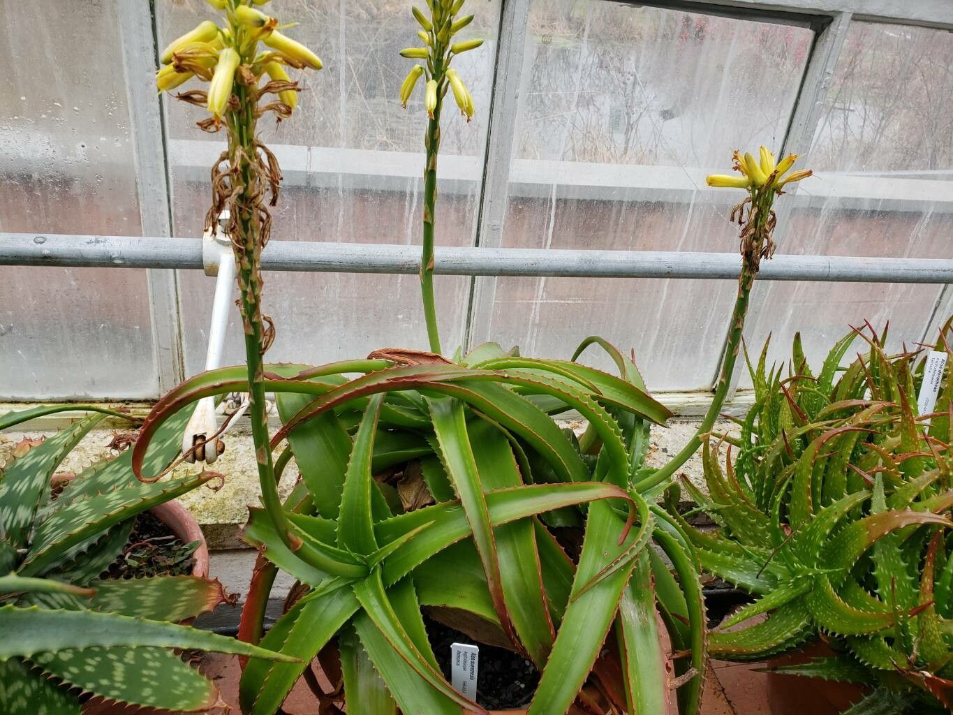 Aloe suarezensis habit