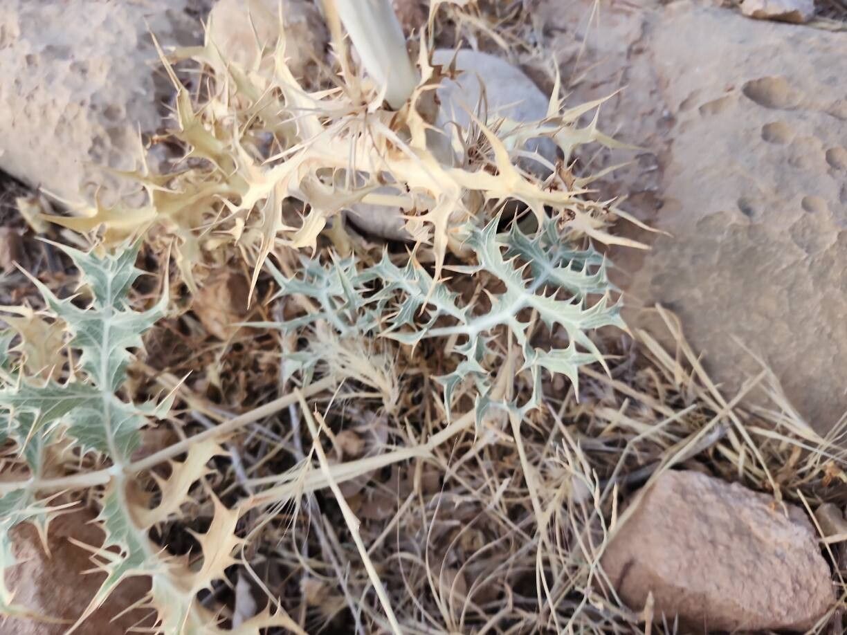 Eryngium billardierei — search result for 'Eryngium'